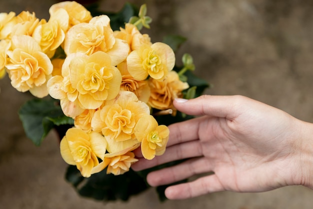 Nahaufnahmefrau, die gelbe Blumen berührt