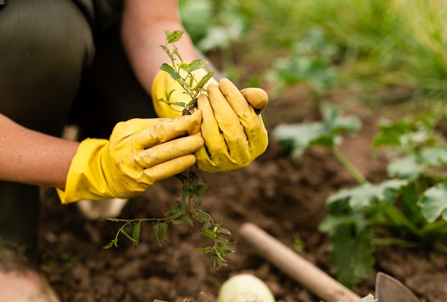 Nahaufnahmefrau, die im Garten erntet