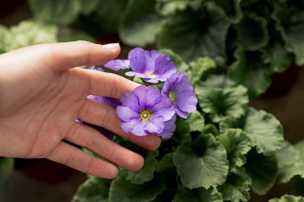 Nahaufnahmefrau, die lila Blume berührt