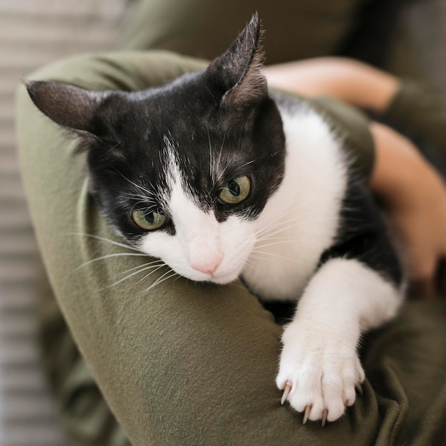 Nahaufnahmefrau, die mit Katze spielt, die auf Stuhl sitzt