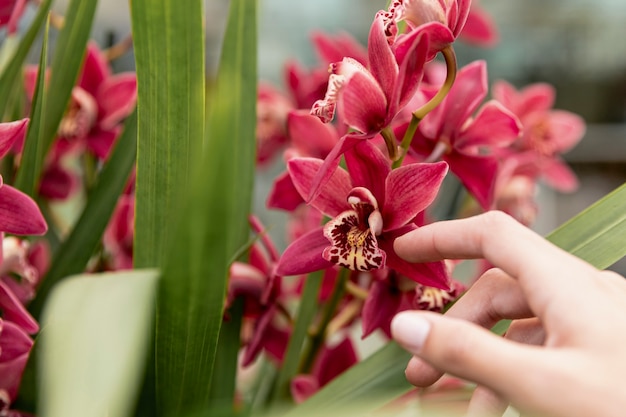 Nahaufnahmefrau, die Orchidee berührt