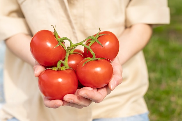 Nahaufnahmefrau, die Tomaten draußen hält