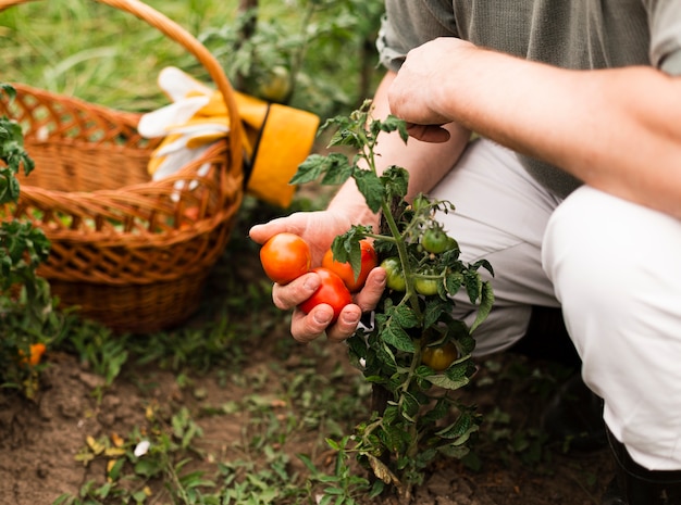 Nahaufnahmefrau, die Tomaten hält