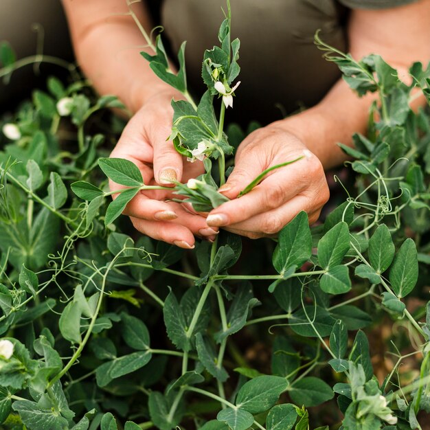 Nahaufnahmefrau, welche die Blumen sich interessiert