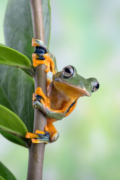 Nahaufnahmegesicht des fliegenden Frosches auf Niederlassung