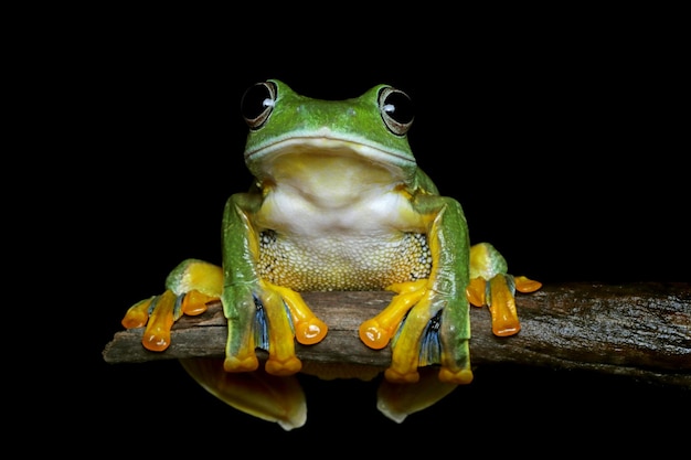 Nahaufnahmegesicht des weiblichen fliegenden Frosches auf Niederlassung