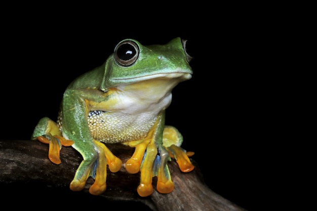 Nahaufnahmegesicht des weiblichen fliegenden Frosches auf Niederlassung