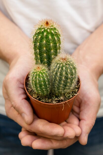 Nahaufnahmehände, die kleine Kaktuspflanze halten