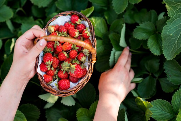 Nahaufnahmehände, die Obstkorb halten