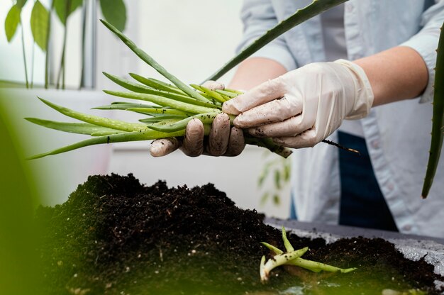 Kostenloses Foto nahaufnahmehände mit handschuhen, die pflanze halten