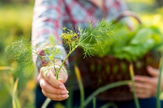 Nahaufnahmehand, die Dill hält