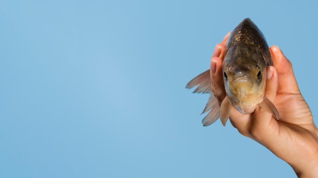 Nahaufnahmehand, die Fische mit Kopienraum hält