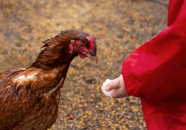 Nahaufnahmekind, das Hühnernahrung hält