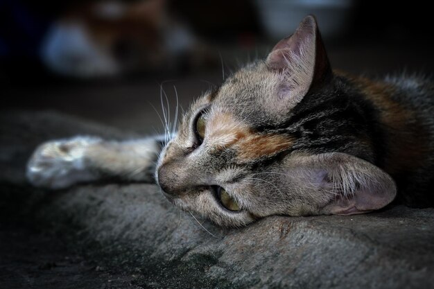 Nahaufnahmekopf der faulen Katze der Kätzchenkatze