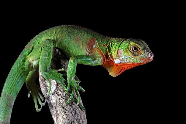 Nahaufnahmekopf des grünen Leguans Seitenansicht des grünen Leguans auf Holztiernahaufnahme