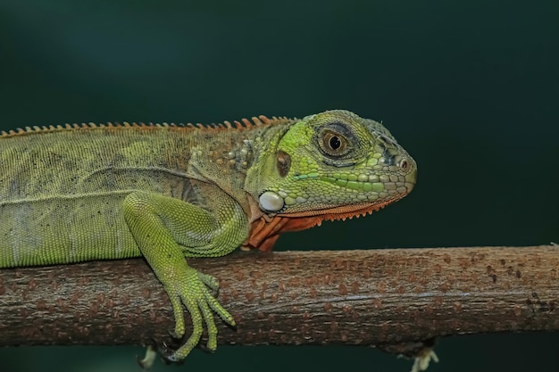 Nahaufnahmekopf des grünen Leguans Seitenansicht des grünen Leguans auf Holztiernahaufnahme