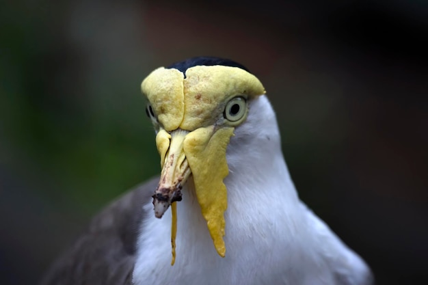 Nahaufnahmekopf Maskierter Kiebitz vanellus Meilen Maskierter Kiebitz Vogel Nahaufnahme