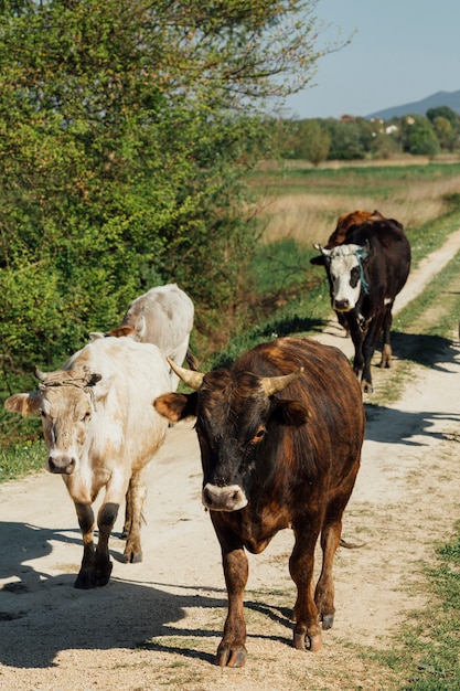 Nahaufnahmekühe, die auf Schotterweg gehen