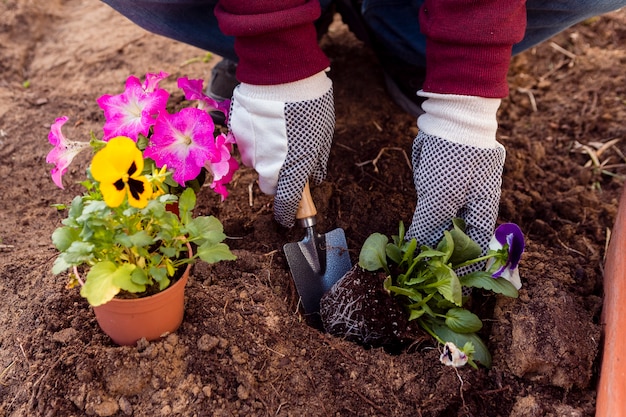 Nahaufnahmemann, der Blumen im Boden pflanzt