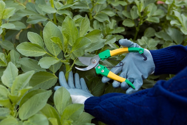 Kostenloses Foto nahaufnahmemannzutatanlagen im garten