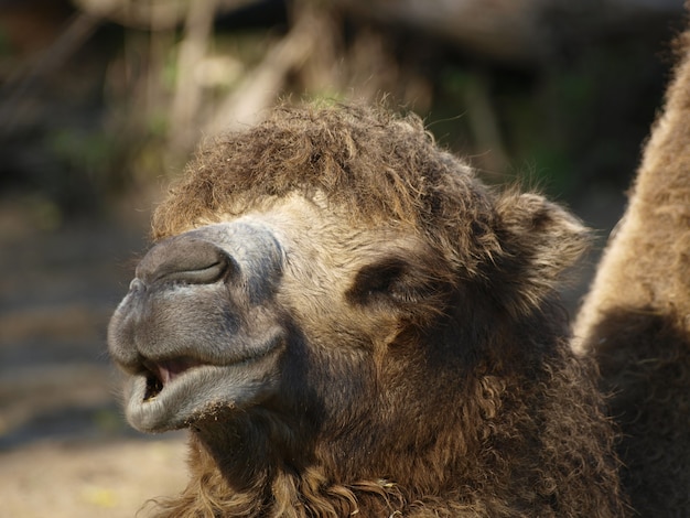 Nahaufnahmeporträt des Kamels oder des Dromedars
