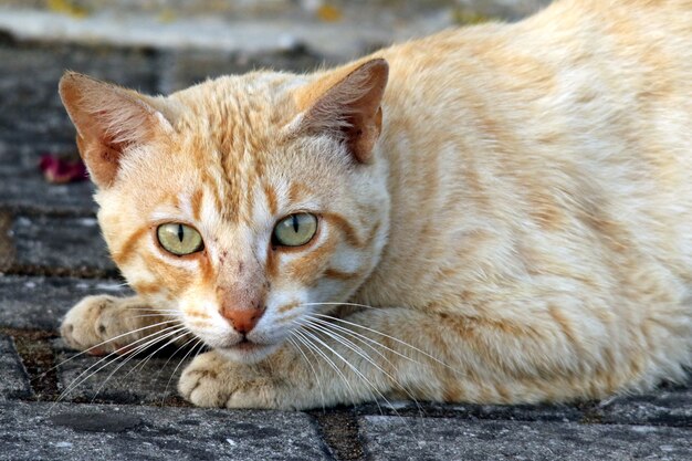 Nahaufnahmeporträt einer niedlichen kurzhaarigen Hauskatze, die in die Kamera starrt