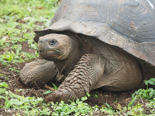 Nahaufnahmeporträt einer riesigen Schildkröte, die Gras in freier Wildbahn isst