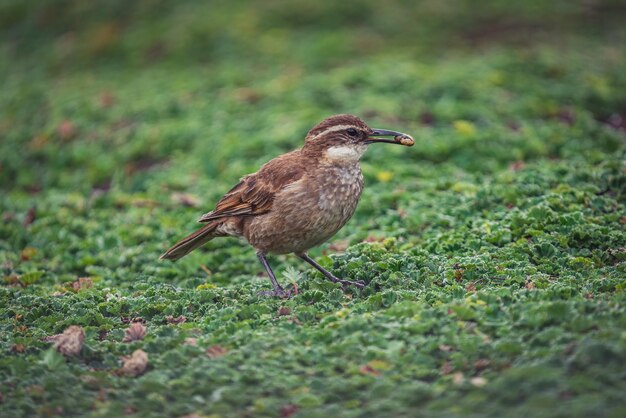 Nahaufnahmeporträt eines kleinen braunen Vogels, der auf einer frischen Wiese mit Nahrung in seinem Schnabel thront