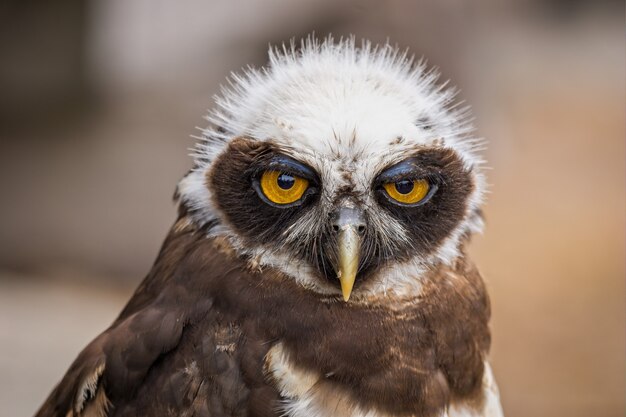 Nahaufnahmeporträt eines süßen Eulenvogels, der nach vorne schaut