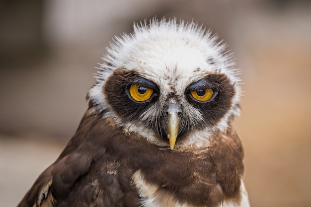 Nahaufnahmeporträt eines süßen Eulenvogels, der nach vorne schaut