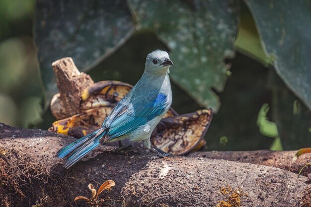 Nahaufnahmeportreit eines schönen blau-grauen Tanger-Singvogels, der auf einem Baumast thront
