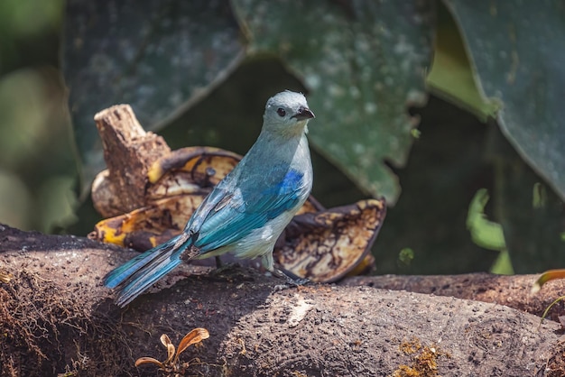 Nahaufnahmeportreit eines schönen blau-grauen Tanger-Singvogels, der auf einem Baumast thront