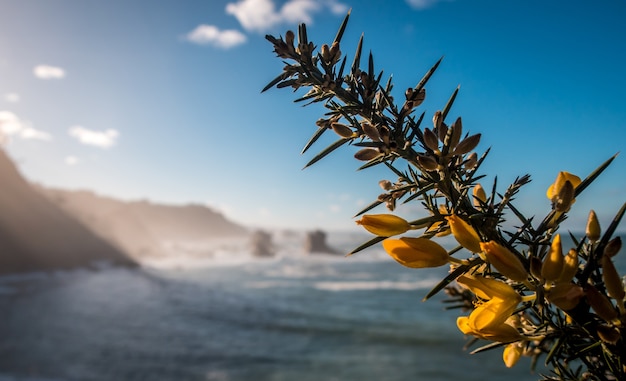 Nahaufnahmeschuss der gelben blüte auf einem baum und einem meer