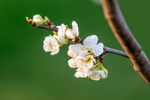 Nahaufnahmeschuss des Astes mit weißen Blumen, die auf unscharfem Naturhintergrund blühen