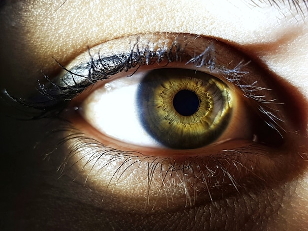 Nahaufnahmeschuss des grünen Auges einer Frau