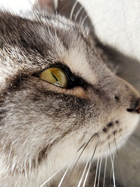 Nahaufnahmeschuss des Kopfes einer grauen Katze