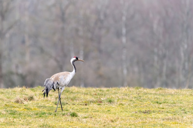 Nahaufnahmeschuss des schönen einsamen Kranichs, der im Feld steht