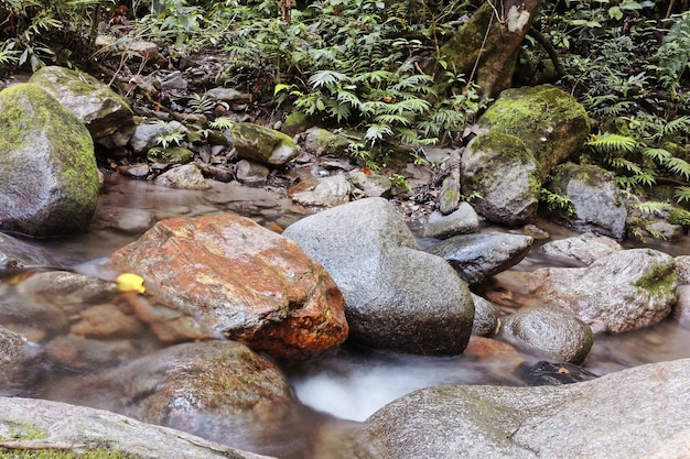 Nahaufnahmeschuss des Wassers, das durch mehrere Felsen im Wald blüht