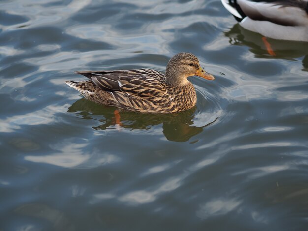 Nahaufnahmeschuss einer Ente auf dem Wasser während des Tages