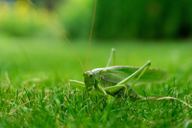 Nahaufnahmeschuss einer grünen Heuschrecke im Gras