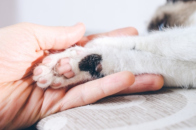 Nahaufnahmeschuss einer menschlichen Hand, die die Pfote eines Kätzchens hält