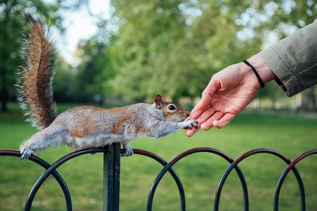 Nahaufnahmeschuss einer menschlichen hand, die eichhörnchen im park berührt
