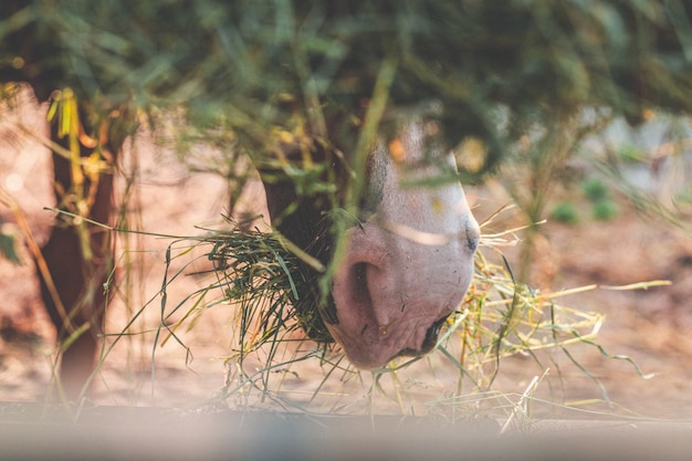 Nahaufnahmeschuss einer Pferdemündung mit getrocknetem Gras