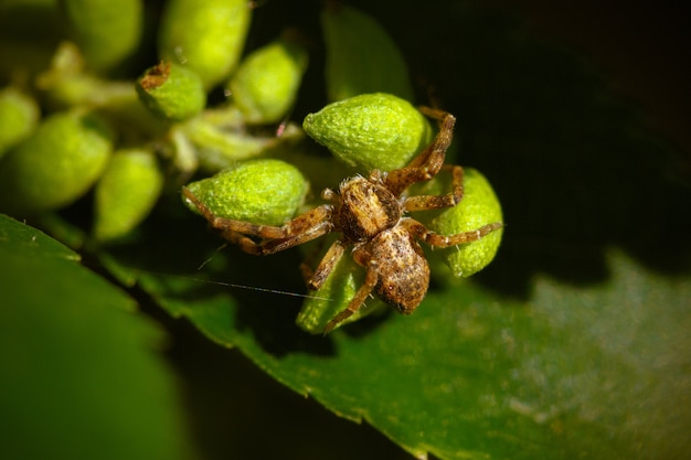 Nahaufnahmeschuss einer Spinne auf dem grünen Blatt einer Pflanze