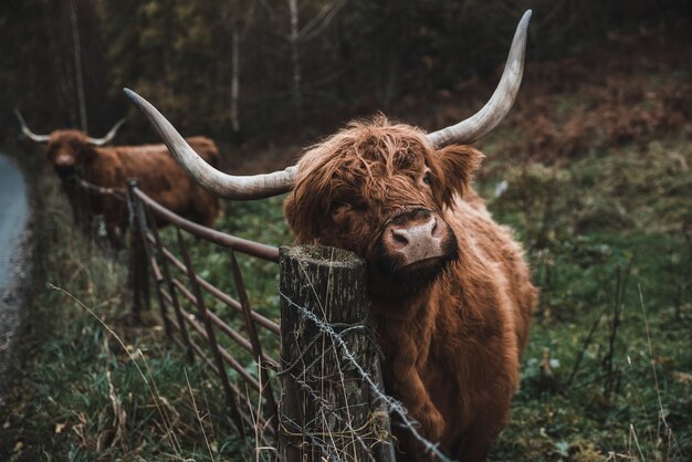 Nahaufnahmeschuss eines braunen Stiers im Ackerland zur Tageszeit