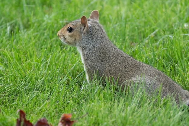 Nahaufnahmeschuss eines Eichhörnchens im Park auf dem Gras