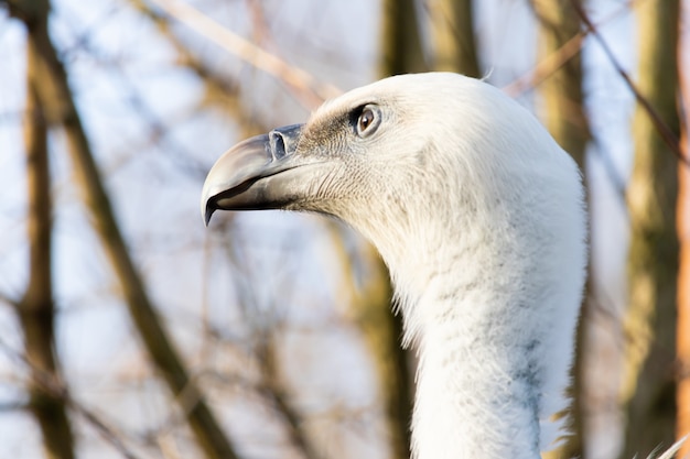 Nahaufnahmeschuss eines Geierkopfes mit wachsamen Augen