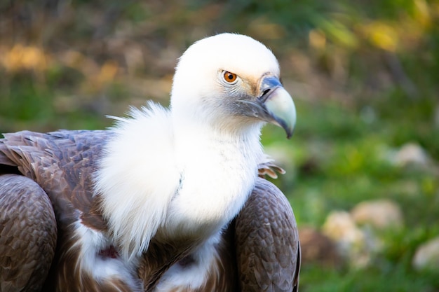 Nahaufnahmeschuss eines Geierkopfes mit wachsamen Augen