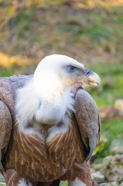 Nahaufnahmeschuss eines Geierkopfes mit wachsamen Augen