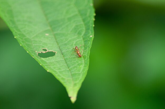 Nahaufnahmeschuss eines Insekts auf einem grünen Blatt, das es beschädigt